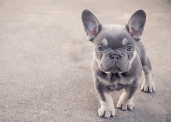 When can I start breeding my French Bulldog?