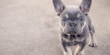 When can I start breeding my French Bulldog?