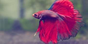 How to Preserve Your Betta Fish’s Health and Warmth Throughout the Winter?