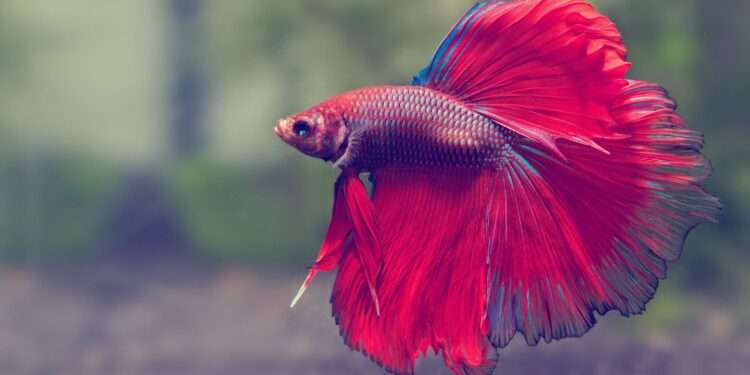 How to Preserve Your Betta Fish’s Health and Warmth Throughout the Winter?