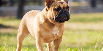 The Cute and Quirky Companionship of a French Bulldog