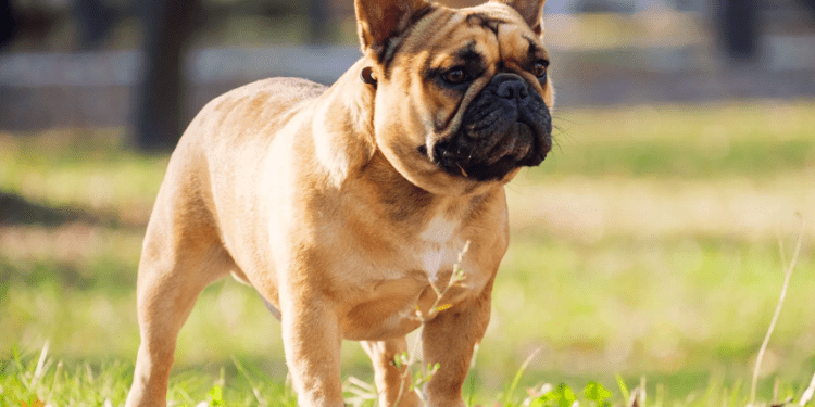 The Cute and Quirky Companionship of a French Bulldog
