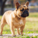 The Cute and Quirky Companionship of a French Bulldog