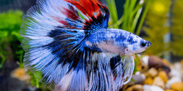 How to Recognize a Hungry Betta Fish?