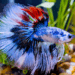 How to Recognize a Hungry Betta Fish?