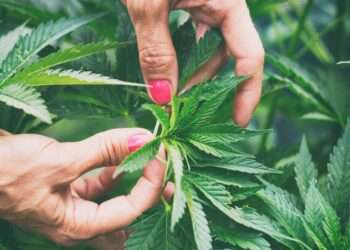 Mail Order Marijuana