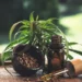 Cannabis And Its Products