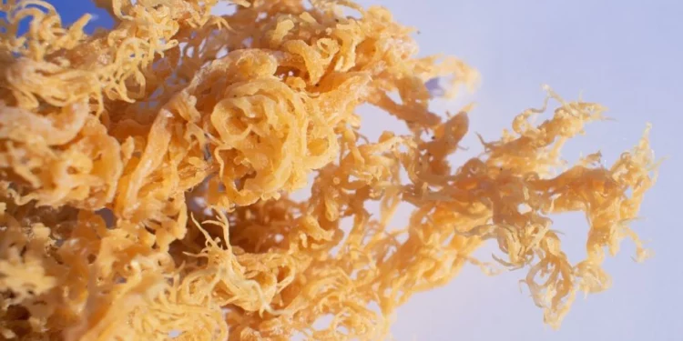 Wild Crafted Sea Moss