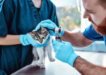 Goddard Veterinary Group Chalfont St Peter Lower Road Chalfont Saint Peter Gerrards Cross