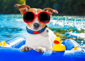 How to Keep Pets Cool in Summer 