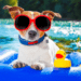 How to Keep Pets Cool in Summer